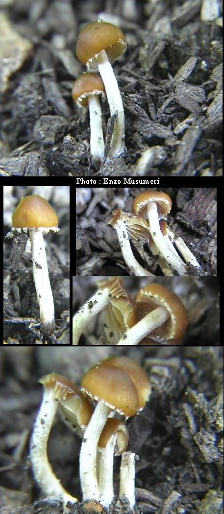 Pholiotina velata      ( Velenovsky )    Hausknech